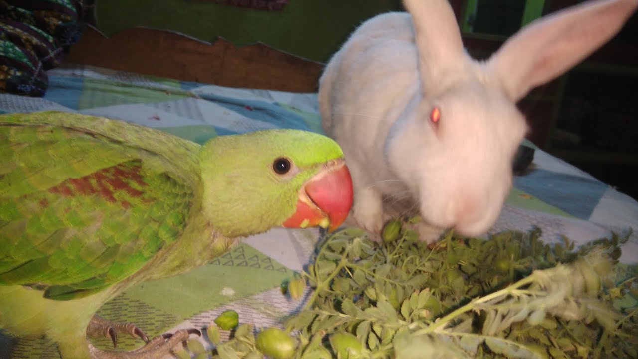 দুই ভাই মিলে খেতে ব্যস্ত 😋 #rabbitlovers #parrotlover 