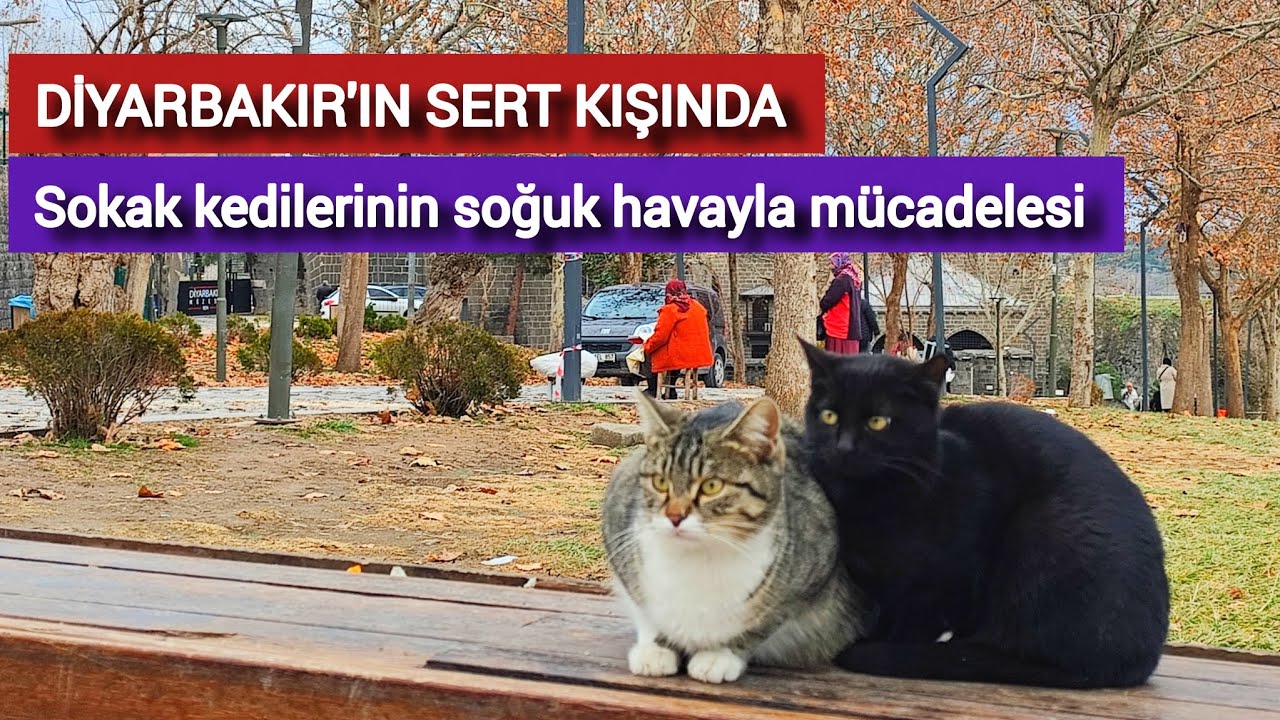 Diyarbakır'ın buz kesen soğukluğunda kedilerin hem yaşam hem de hayatta kalma mücadelesi