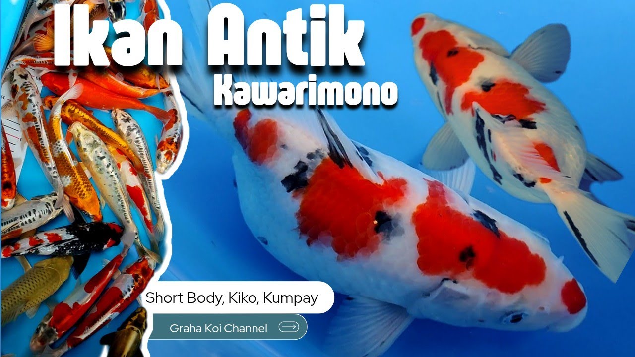 Eps 43‼️Rivew ikan pelengkap kolam, Mulai dari Short Body, Kiko, Kujaku, Kumpay & Polosan 🥰