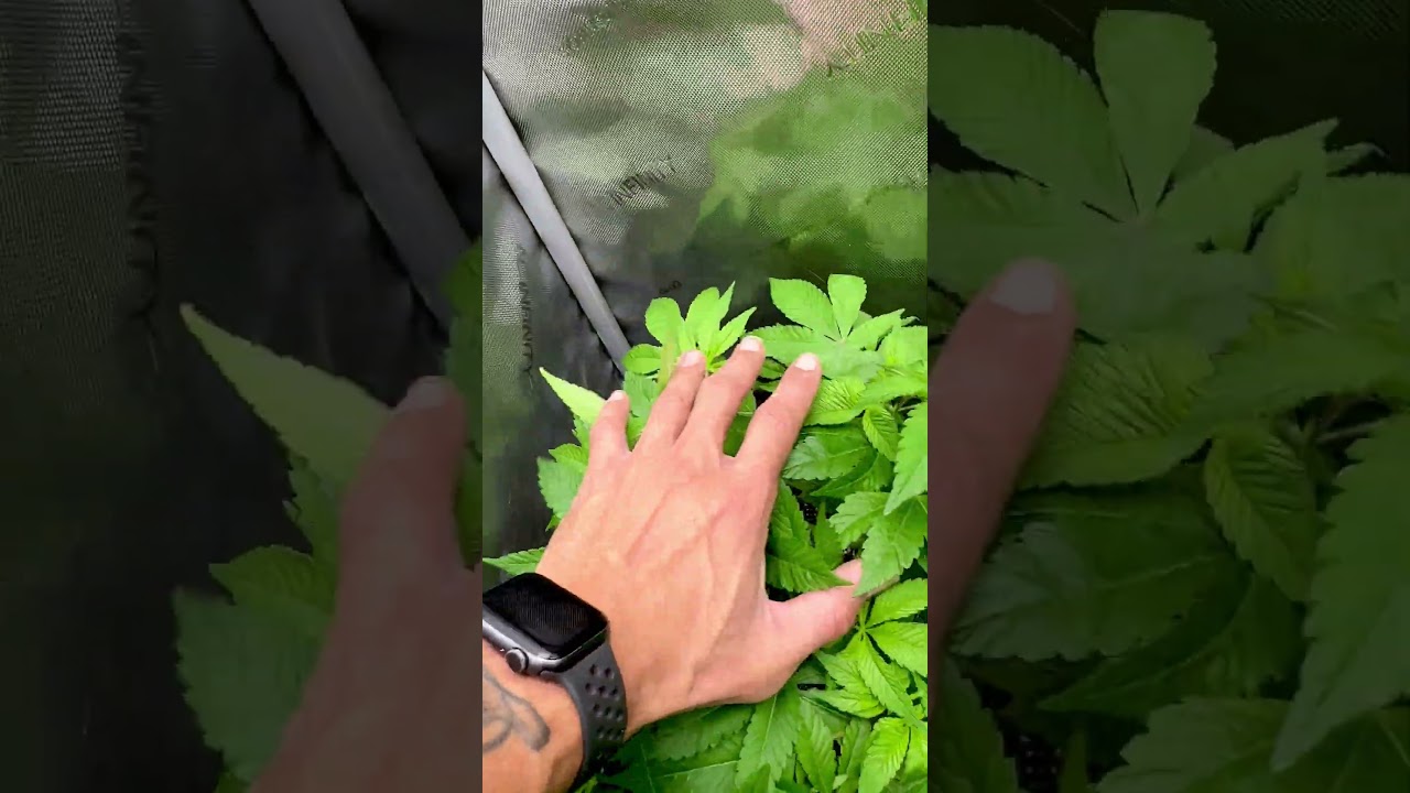 Temperature and Humidity Control #growyourown