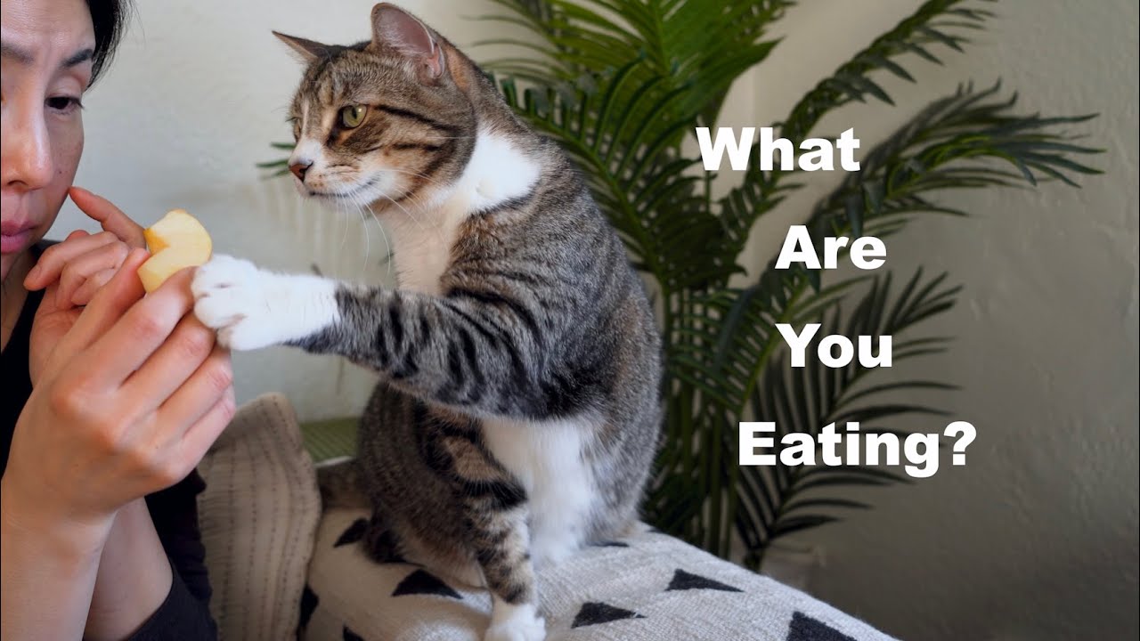 Eating with a Nosy Cat