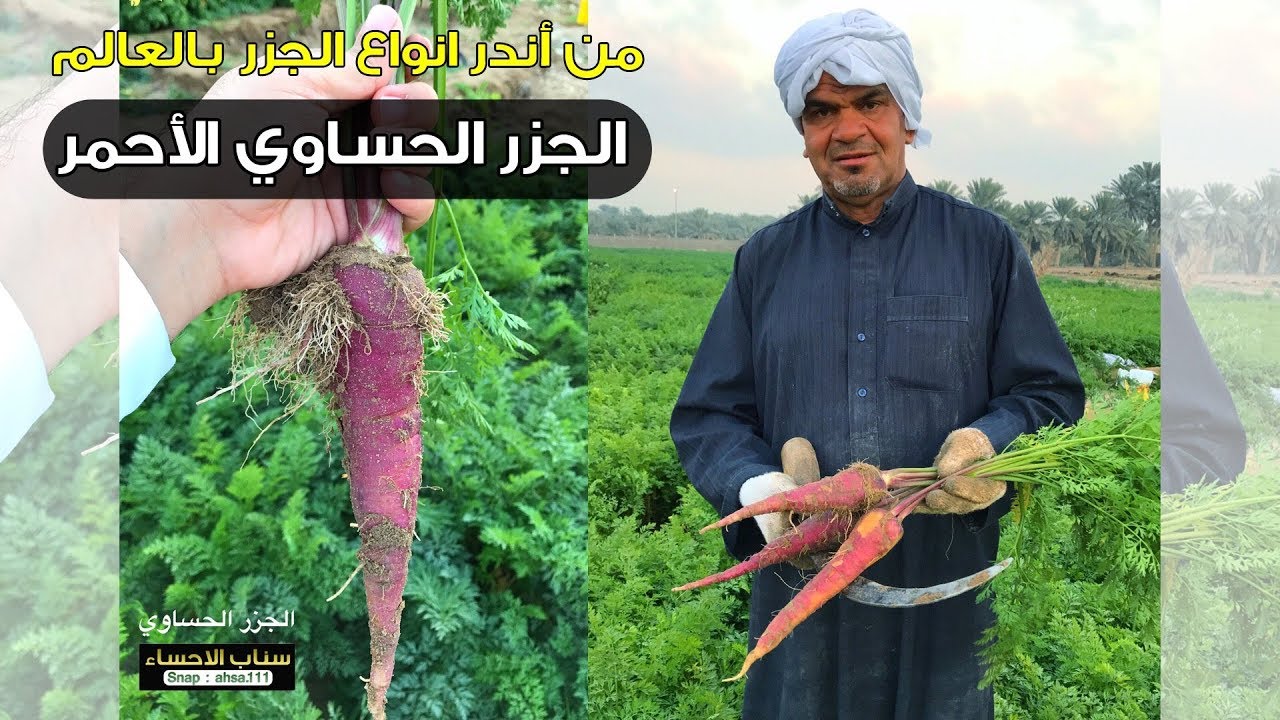 الجزر الحساوي الاحمر النادر | سناب الاحساء
