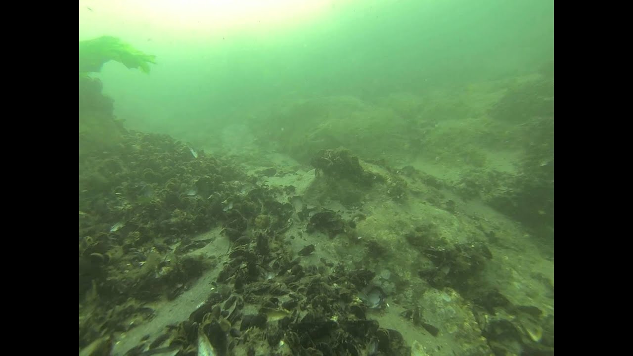drift dive manasquan inlet 3 of 3