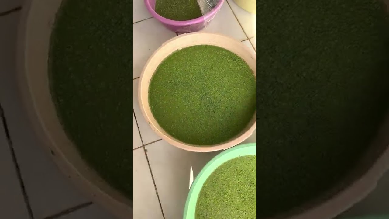 تجربتي مع الازولا Azolla في كل البيئات انت ستحكم بنفسك افضل طريقه