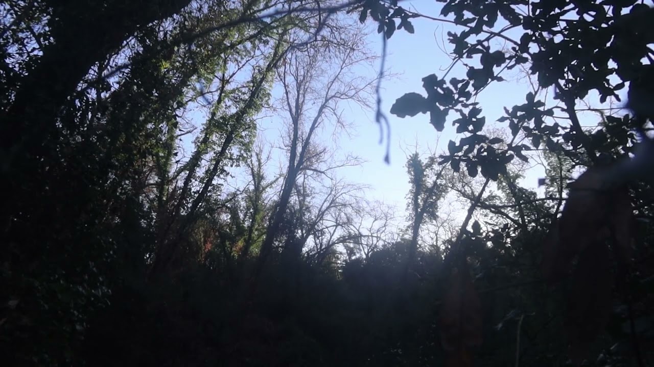 Forest sounds
