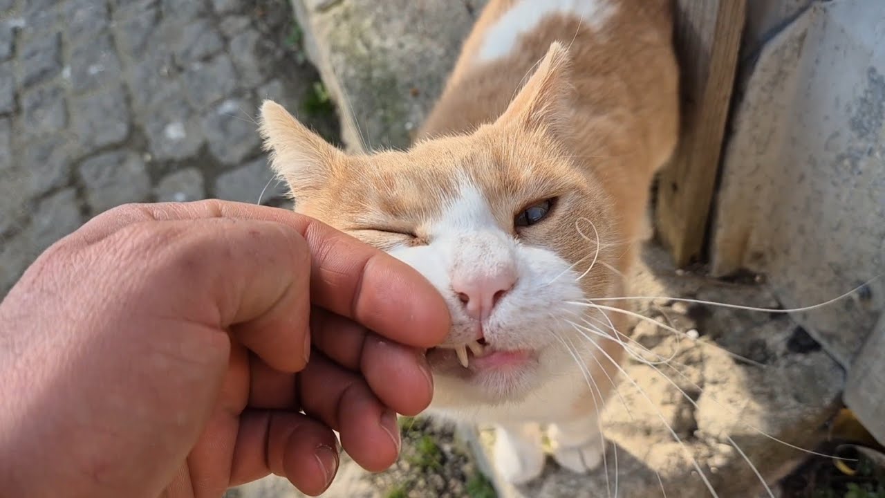 The orange stray cat that mesmerizes everyone with its beauty.