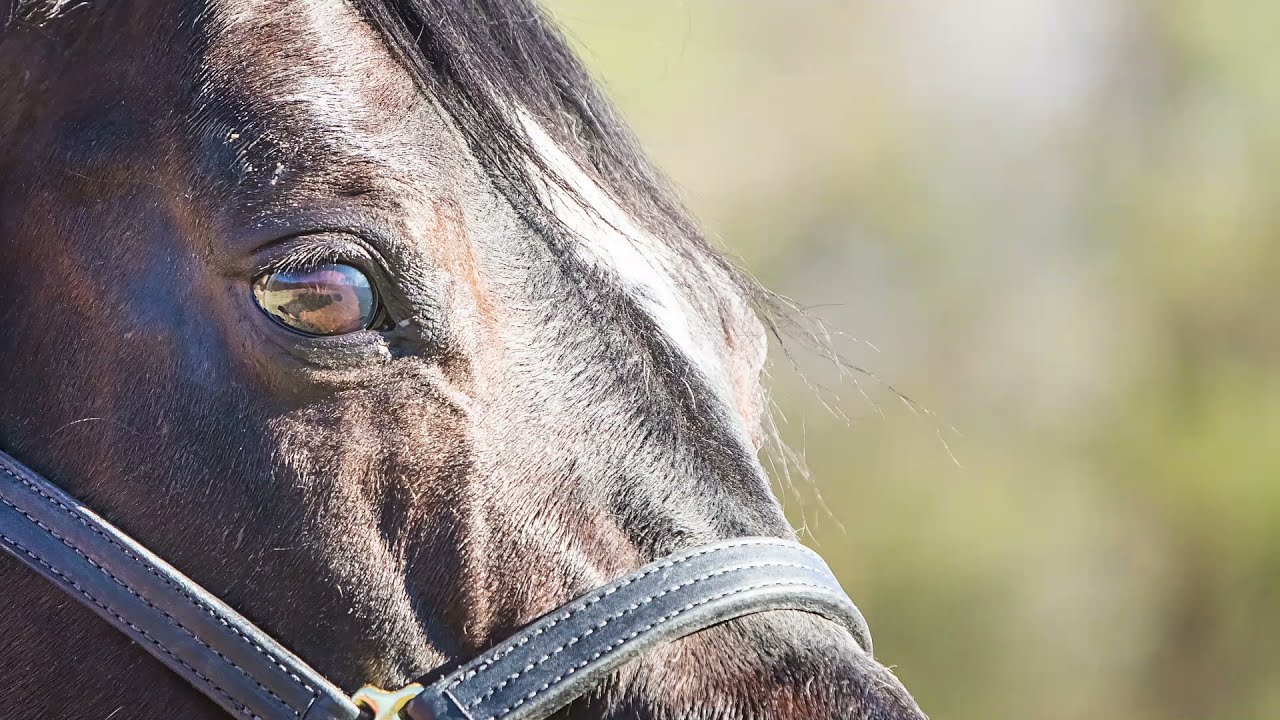 A Touch Of Sudden - All Time Leading Sire Progeny Showcase