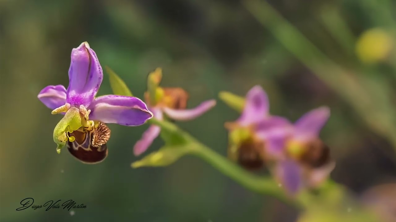 Parallax_Vientos de primavera