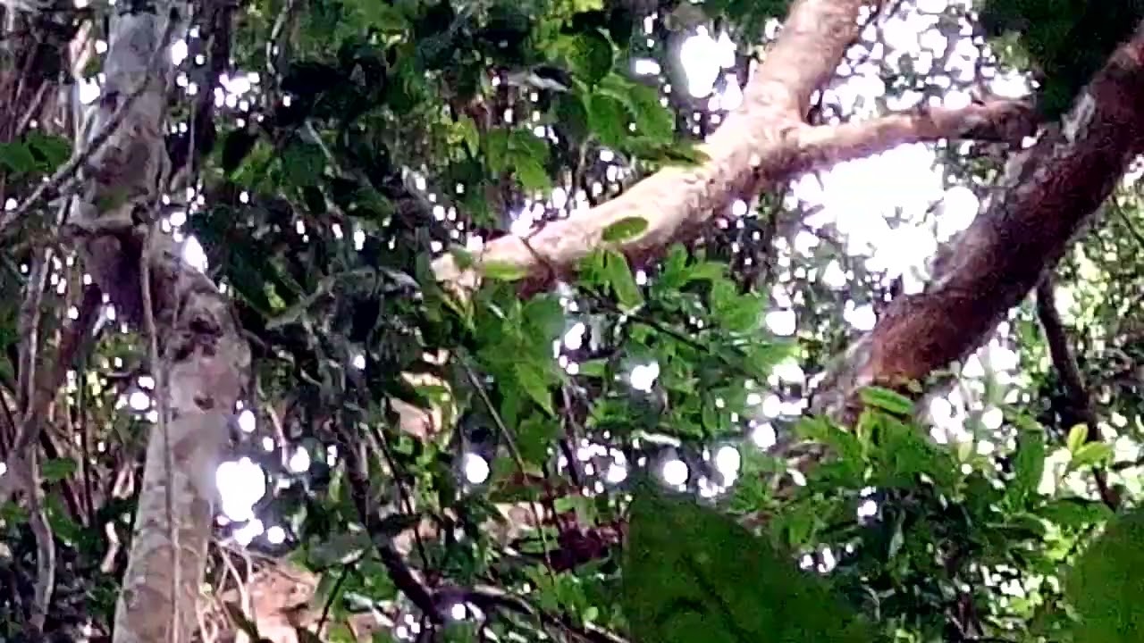 Chimpanzees in Budongo