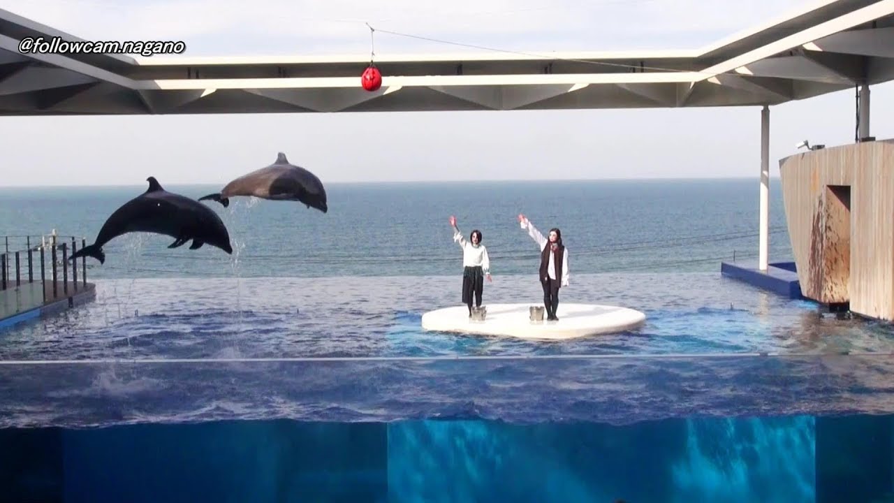 イルカ・ショー　ハロウィン・パーティー (完全版)  上越市立水族博物館　2019/10/31