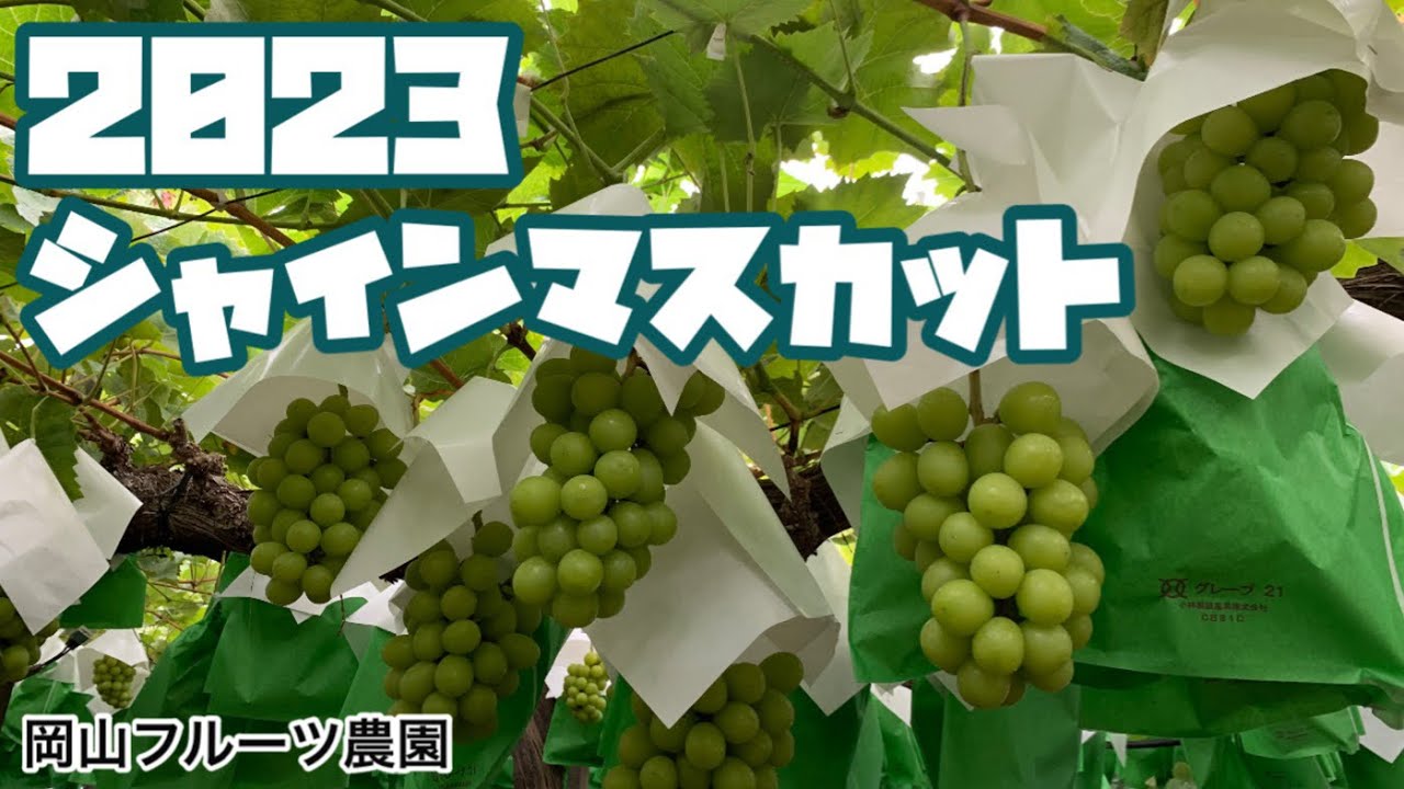 2023 秋の味覚　シャインマスカット狩り‼️ 狩り放題に食べ放題‼️