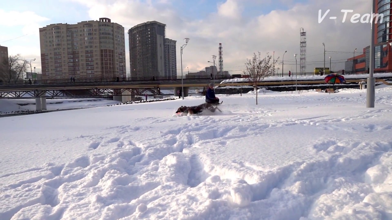 [slow motion] Уиппет Ли, снежный фризби. Whippet Lee, winter frisbee.