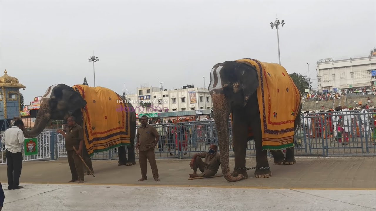 Elephants Infront of Tirumala Temple Is A Pure Joy To Watch