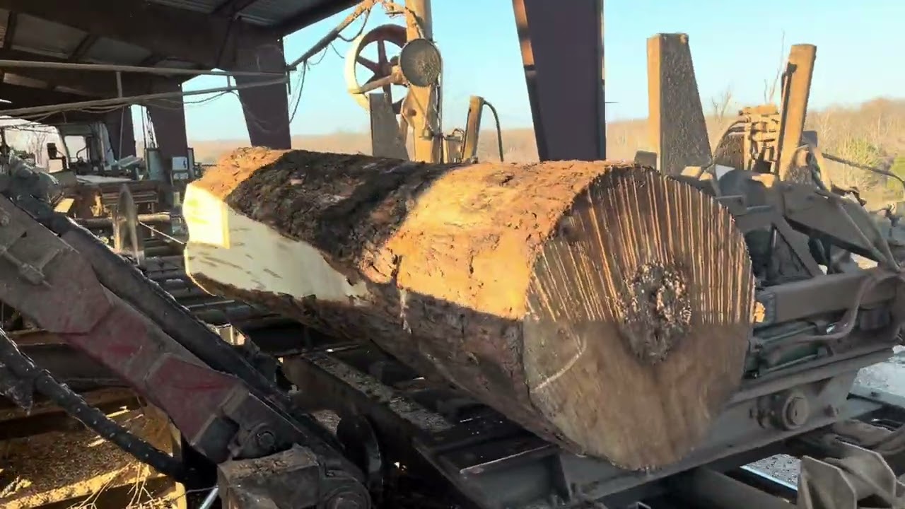 Sawing a big 10 foot cotton log today # 78 