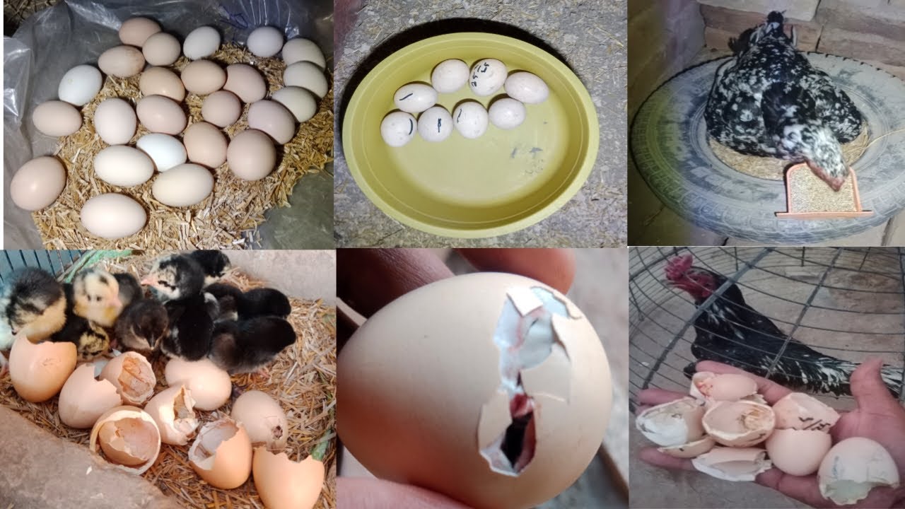Aseel Hen Hatches 5 Beautiful Chicks in 21 Days – Full Natural Hatching Journey!