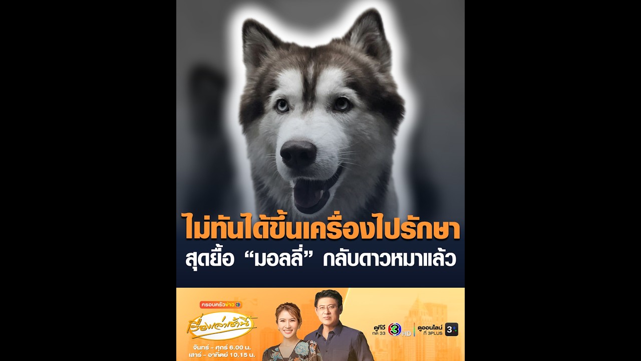 ไม่ทันได้ขึ้นเครื่องไปรักษา สุดยื้อ “มอลลี่” กลับดาวหมาแล้ว