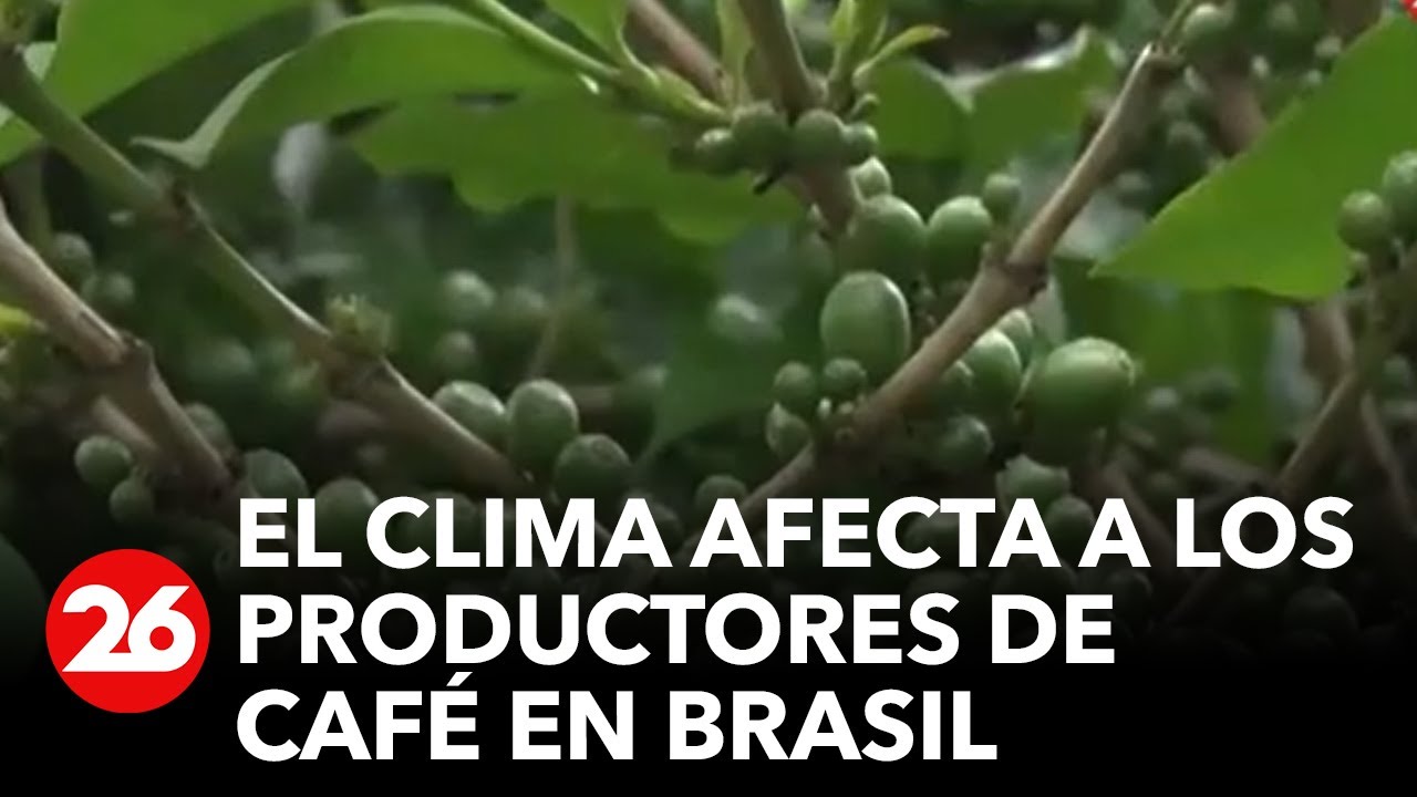 BRASIL: Productores de café sufren por problemas climáticos