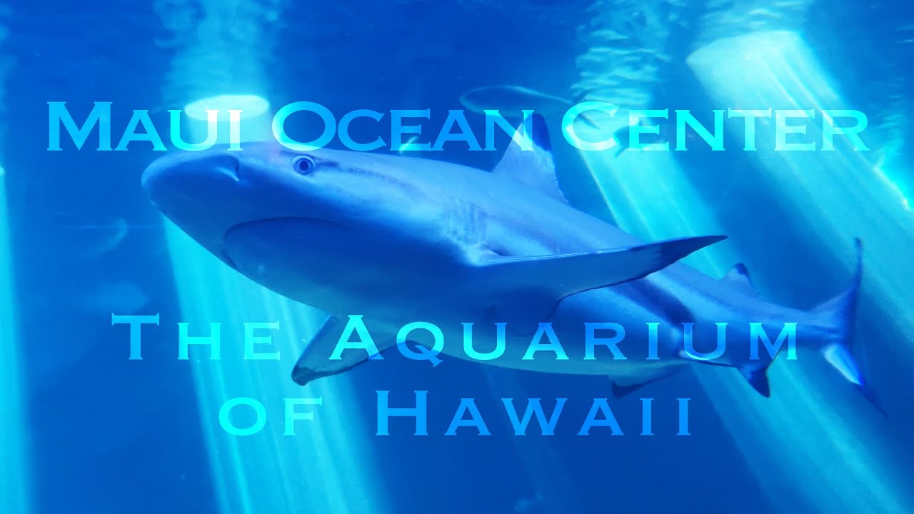 MAUI OCEAN CENTER, THE AQUARIUM OF HAWAII