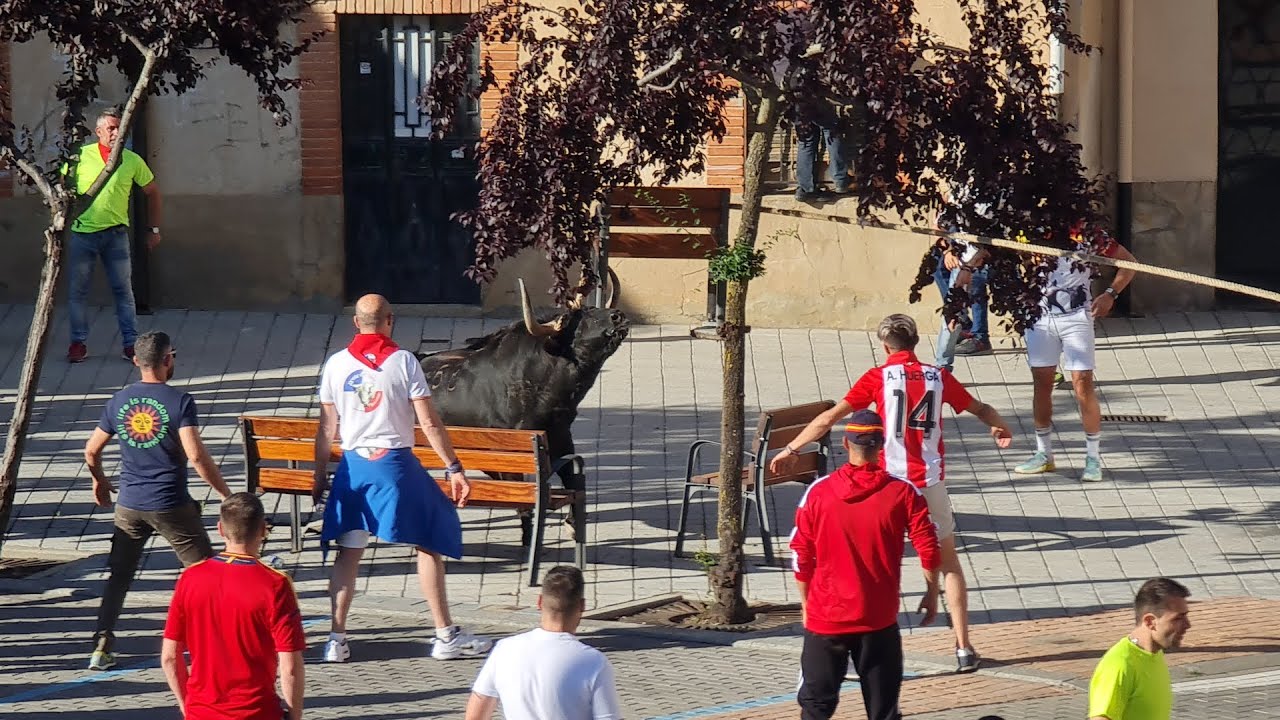 Toro del Alba Belador