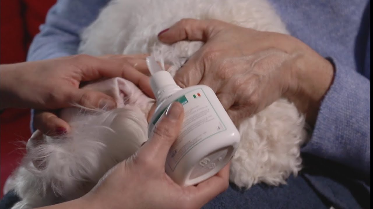 LAVAGGIO DELLE ORECCHIE A CANE E GATTO