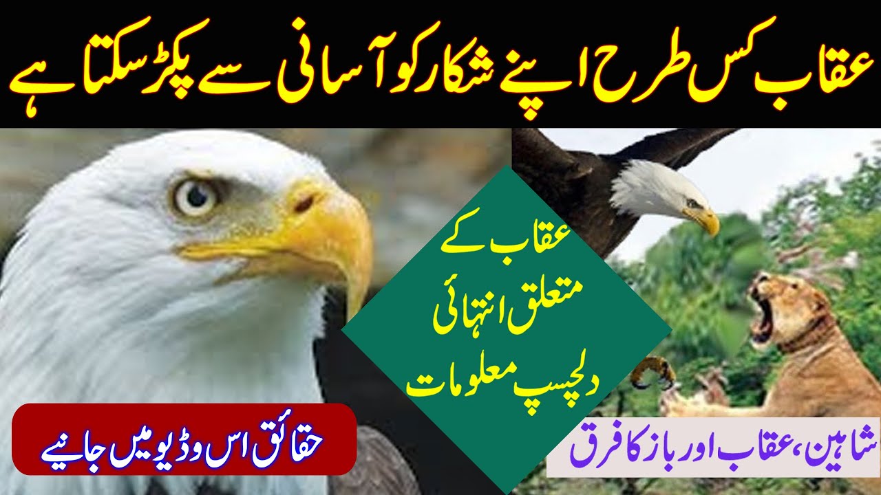 MOST AMAZING FACTS ABOUT EAGLE /EAGLE,SHAHEEN,OKAB kesy apny shikar ko pakarta hai