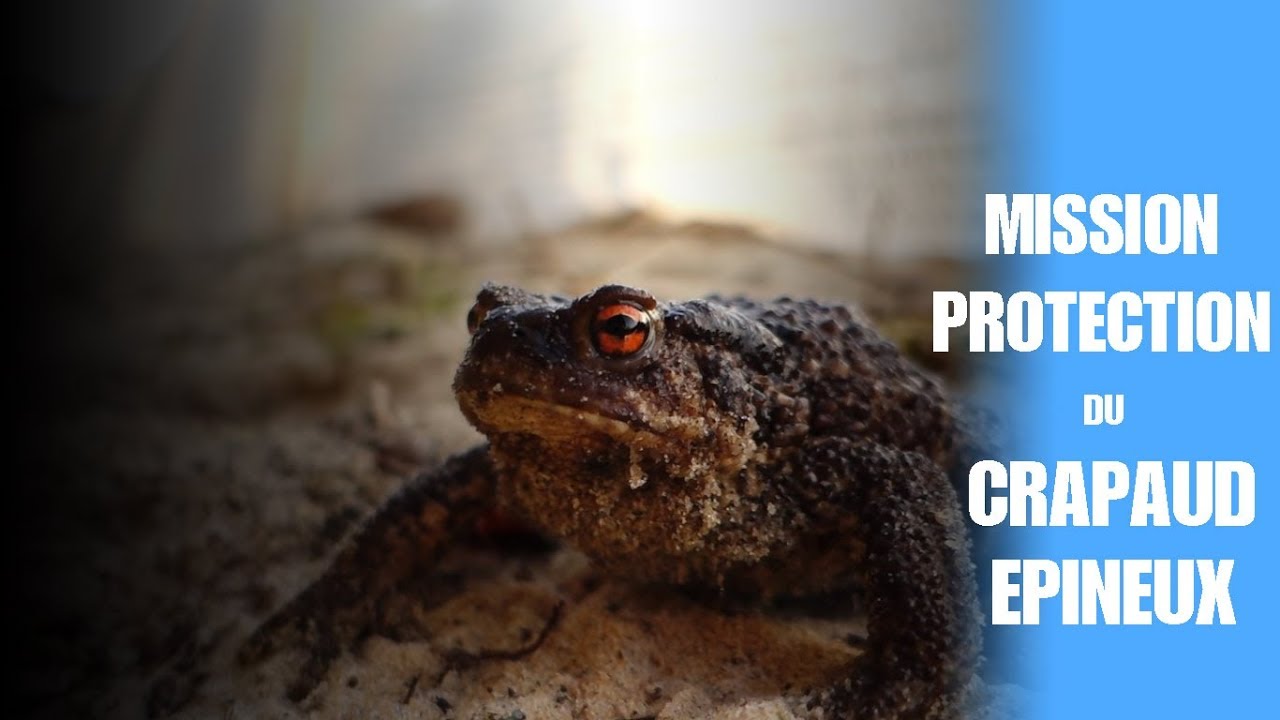 Mission protection du crapaud épineux