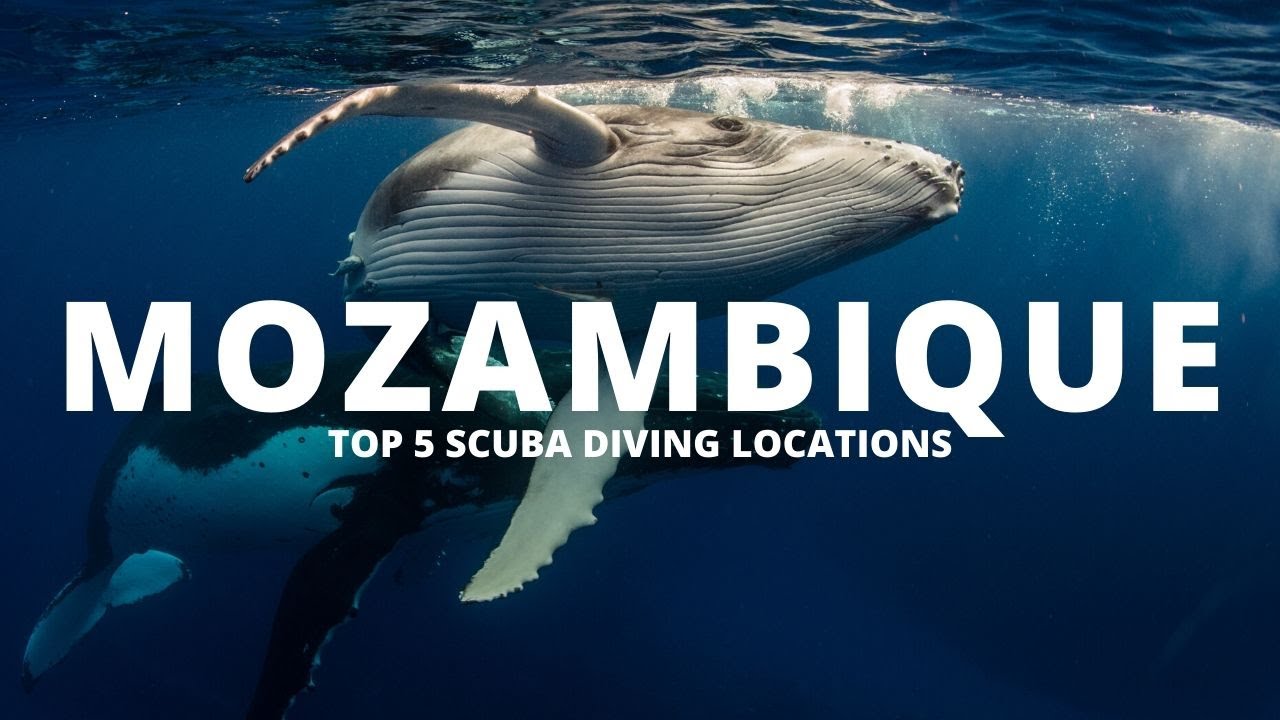 SCUBA Diving Mozambique (Top 5 Dive Sites in Mozambique)