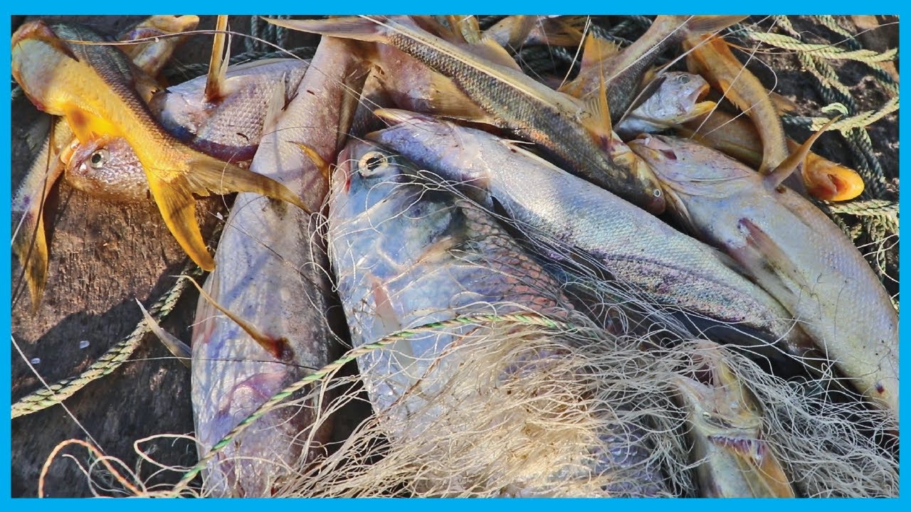 Live Hilsa Fish Catching Skill with Fresh River Fish