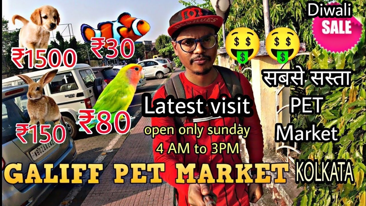 Galiff street pet market , kolkata // Hati Bagan pet market //cheapest Pet market of INDIA