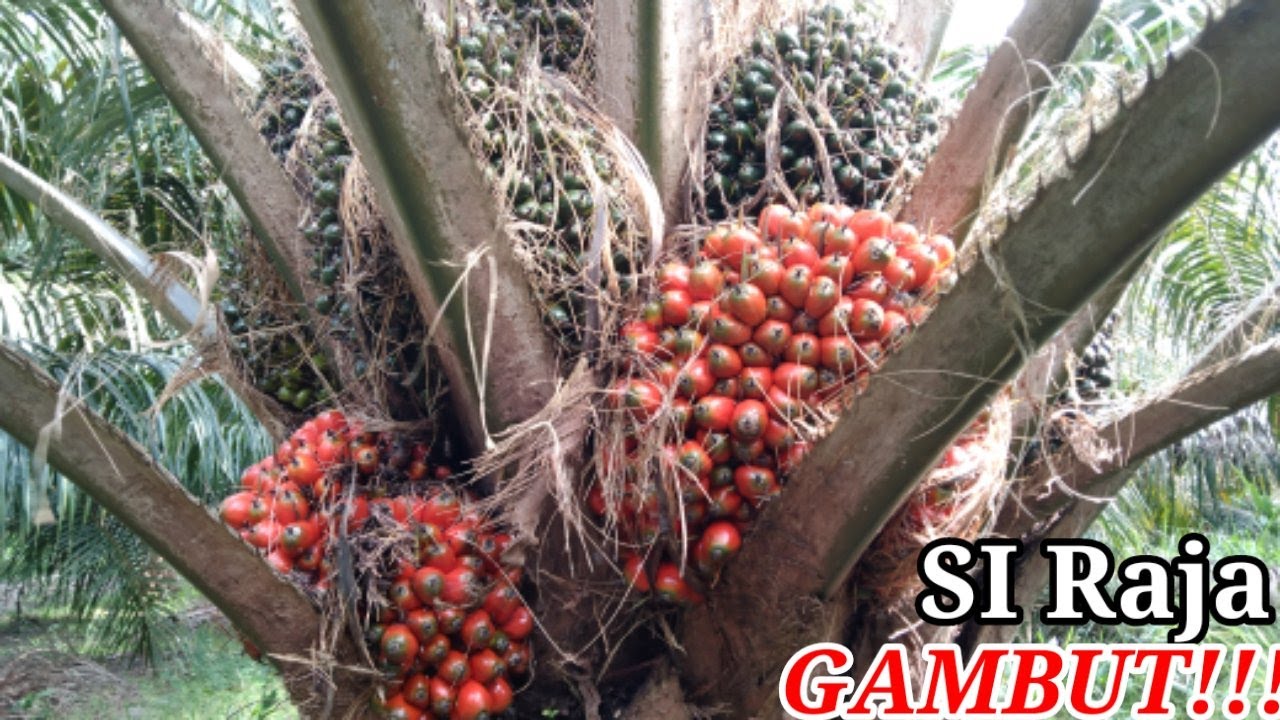 Varietas APA yang cocok untuk lahan GAMBUT???INI JAWABANNYA!!!