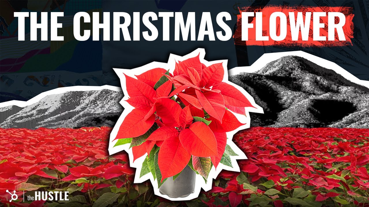 Why Poinsettia Flowers Are Popular During The Christmas Season