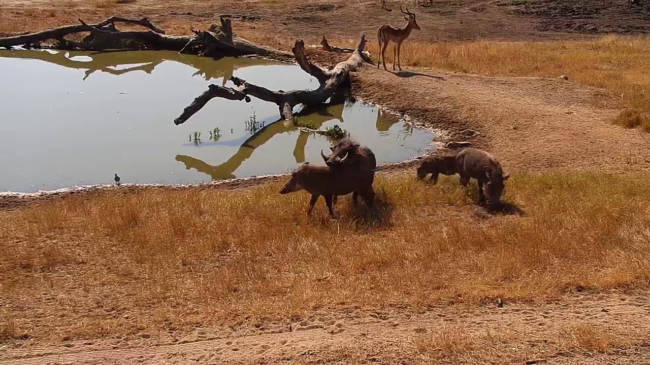Djuma: Warthogs- Three adults(mating pair) and one young one - 10:58 - 06/27/19