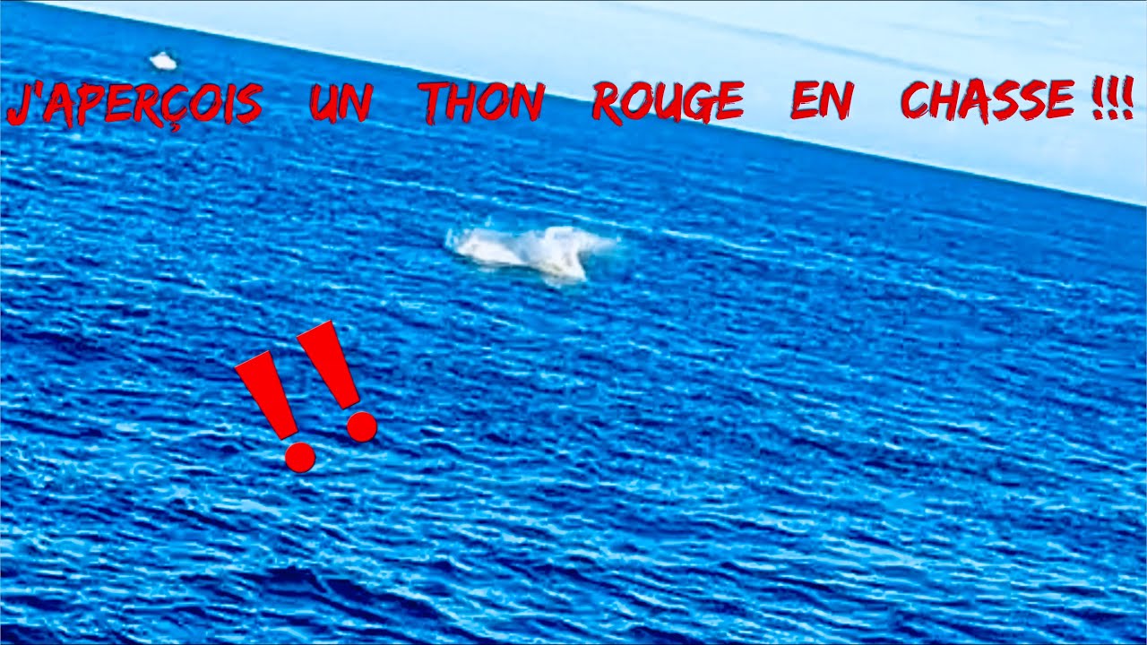 J’APERÇOIS un THON ROUGE en CHASSE à PROXIMITÉ du RIVAGE !!!