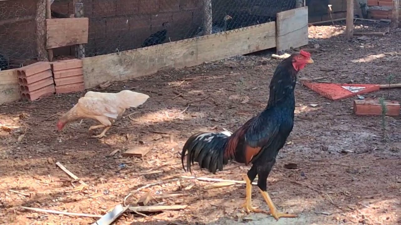 Soltei o franguinho🔥🐓, quase deu ruim 