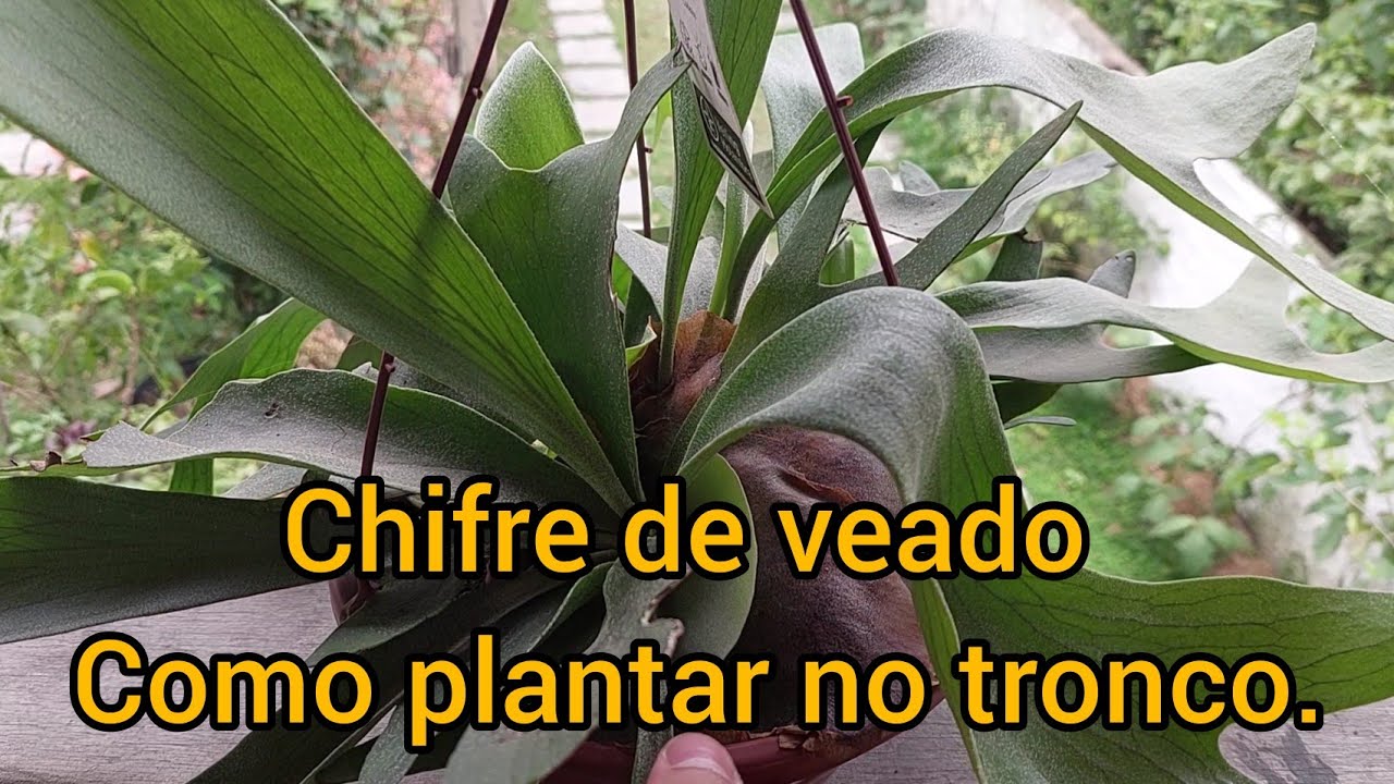 Chifre de veado, como plantar no tronco/ dicas que vão te ajudar.