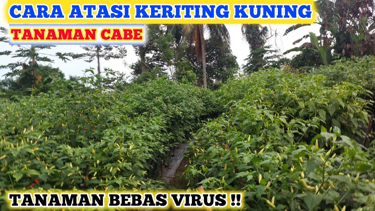 CARA MENGENDALIKAN VIRUS GEMINI PADA TANAMAN CABE | CARA MENGATASI VIRUS GEMINI PADA TANAMAN CABE