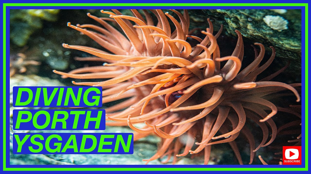 Diving Porth Ysgaden | Diving North Wales | Shore Diving the Llyn Peninsula | Dive site guide