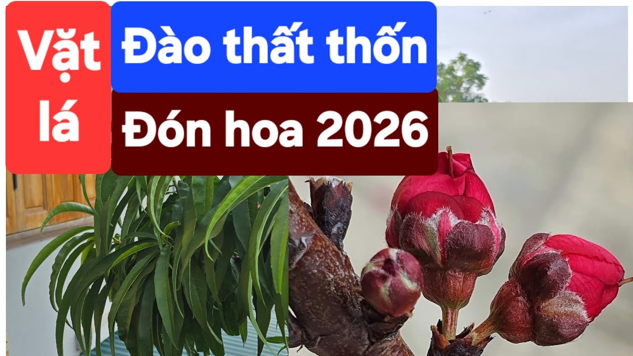 Vặt lá đào thất thốn đón hoa Tết 2026