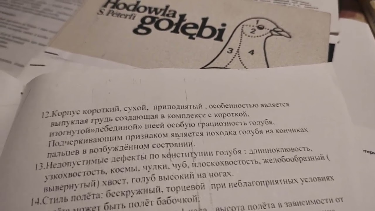 Просвітницька бесіда на тему безкружних голубів і стандартів на них.