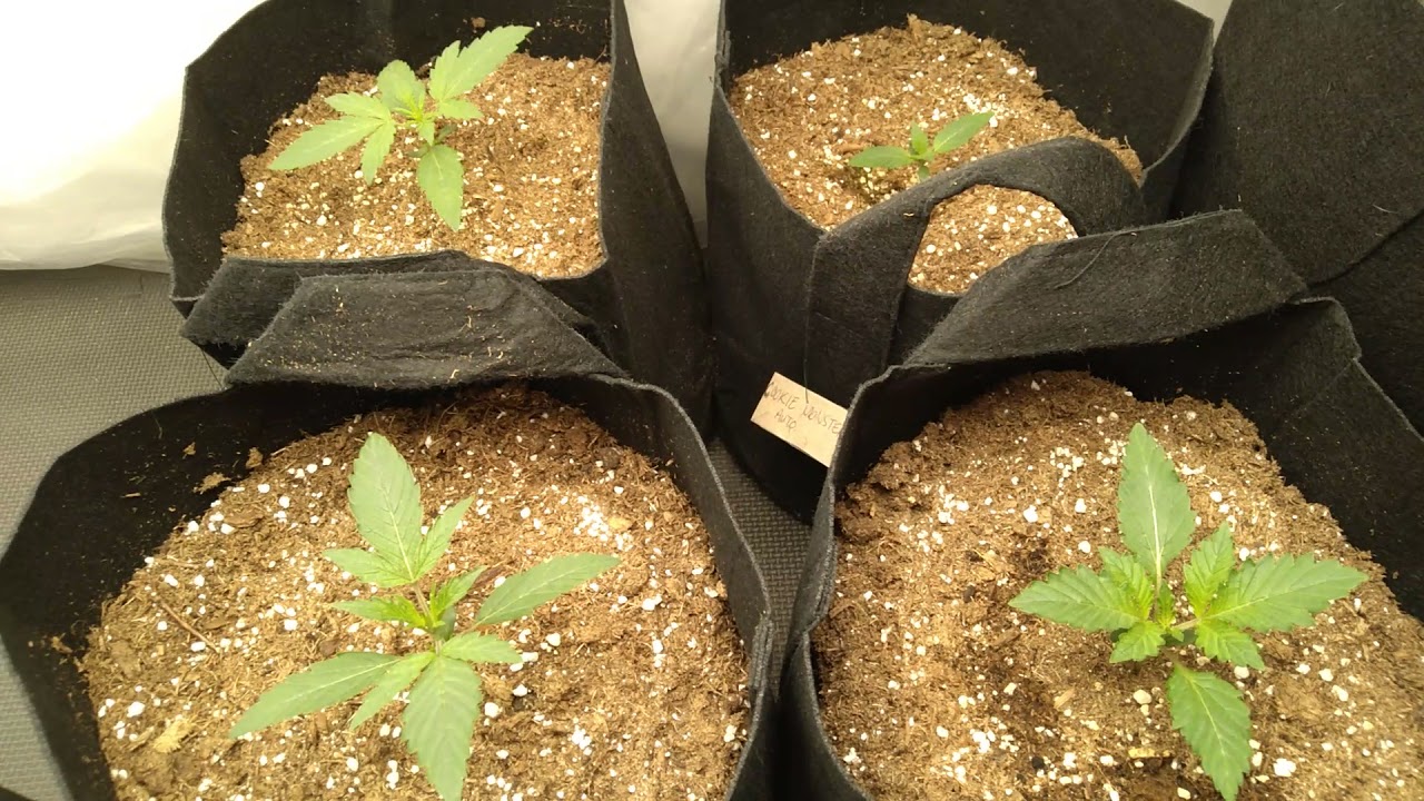 BlueberryYumYum, F***ingIncredible, GSC, 24kGold, RainbowHaze...And 4 Beaver Seedz...