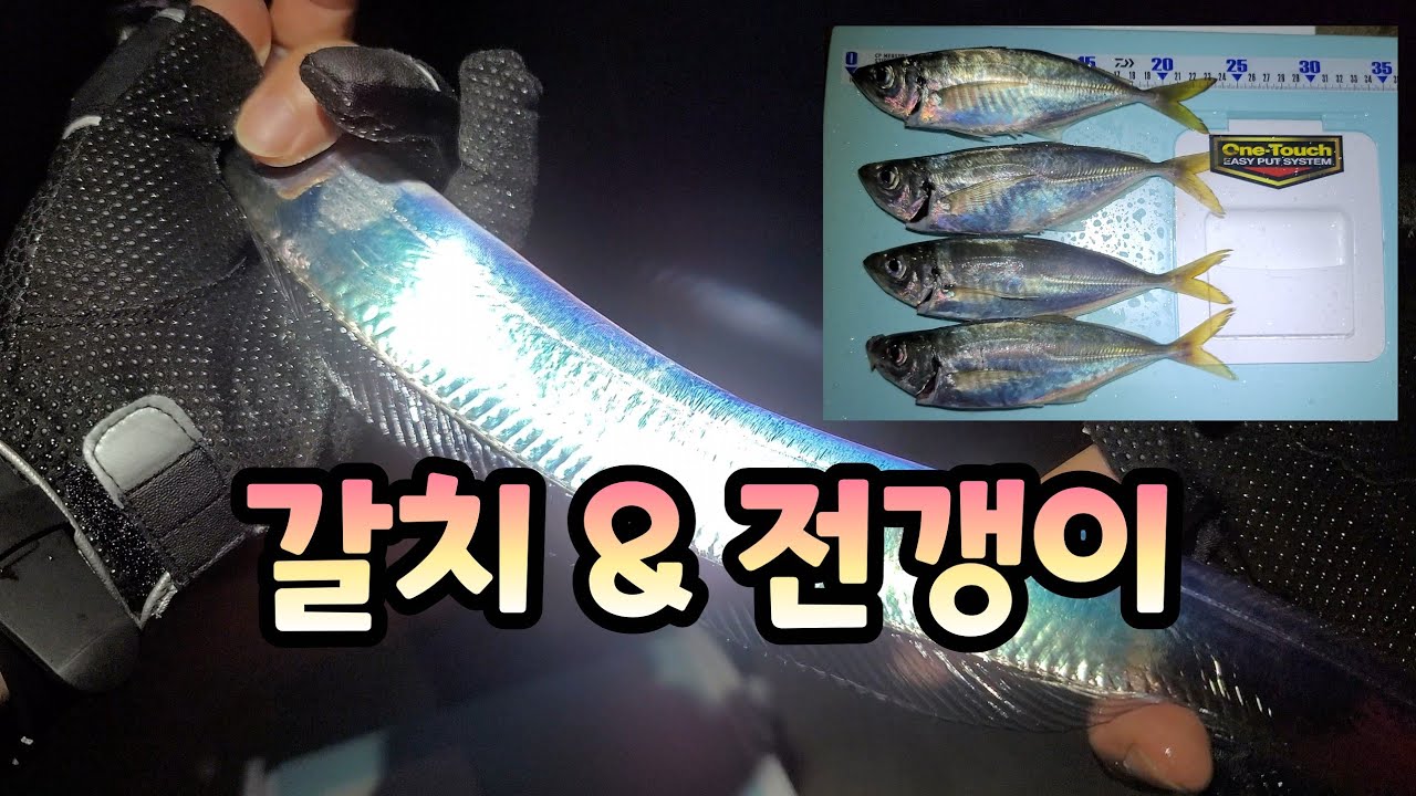 갈치 1타1피 !!! / 드디어 전갱이가 나오네요