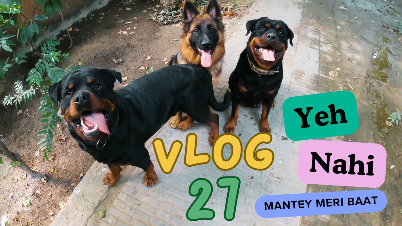 Yeh Teeno Nahi Mantey Meri Baat. #jehandzoey #namitaology #dogs