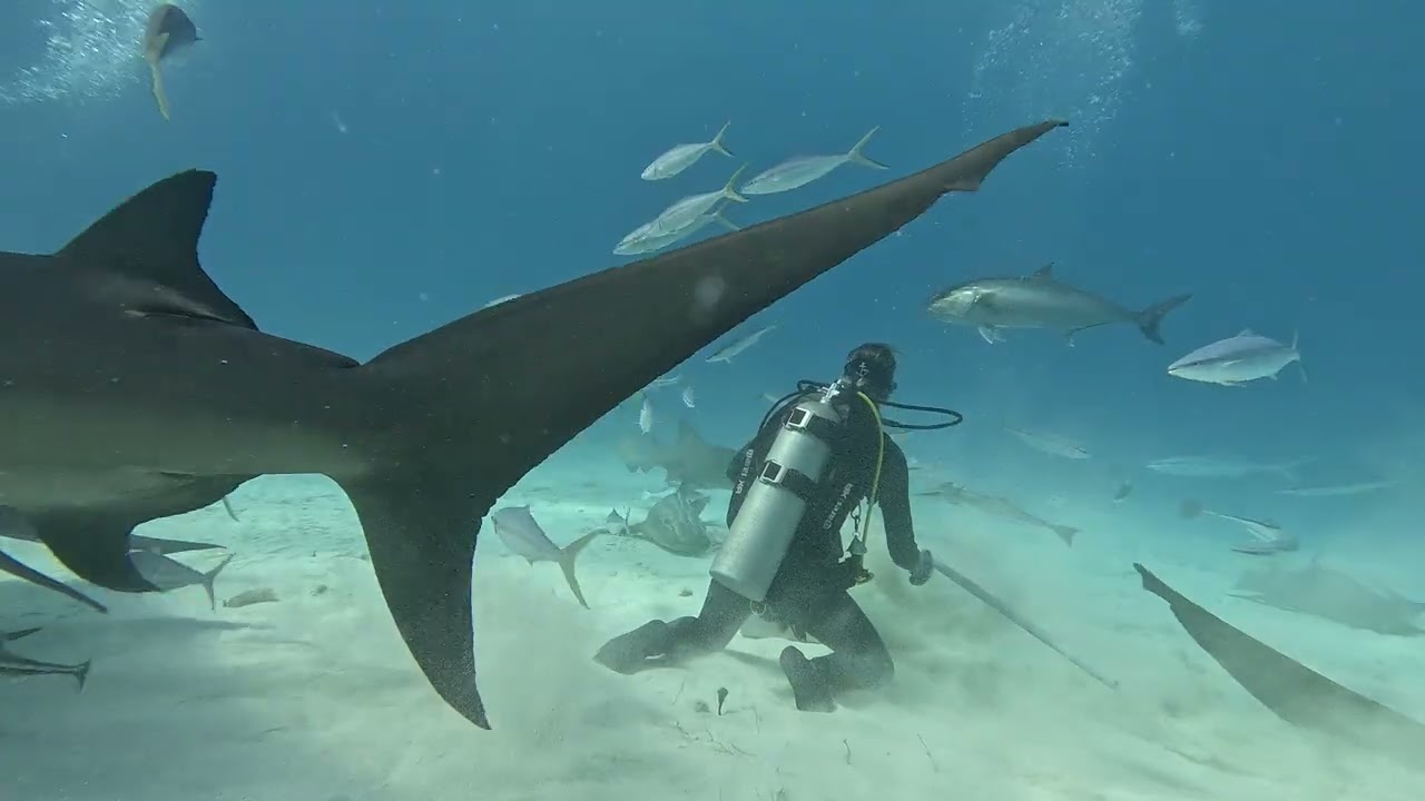 Bahamas Bimini island 2026 - Hand feeding Hammer Sharks - unedited raw video