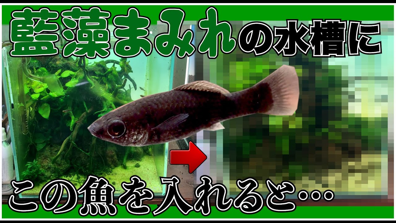 【アクアリウム】藍藻まみれの水槽にブラックモーリーを投入した結果…