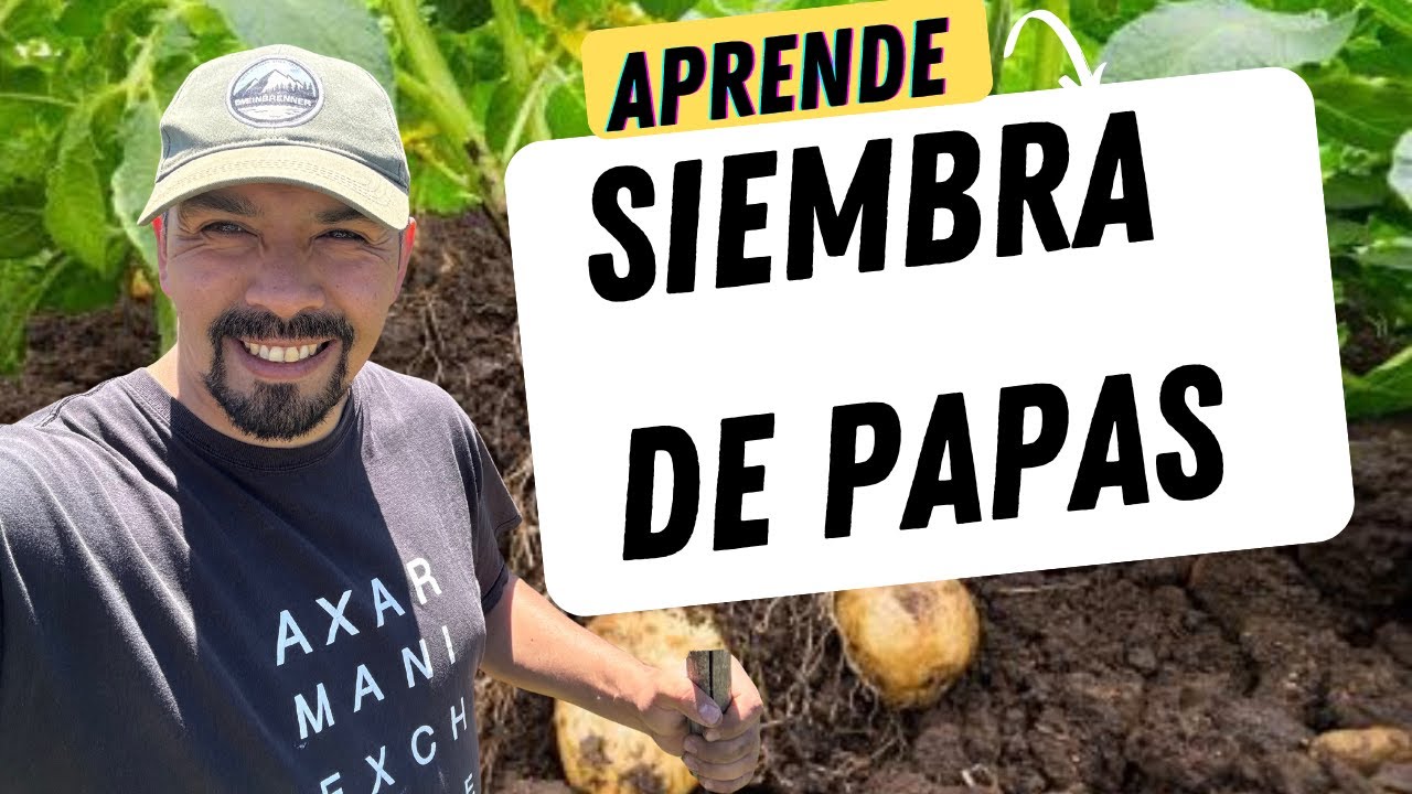 ASÍ SE SIEMBRA PAPAS EN EL SUR DE CHILE MÉTODO FÁCIL Y PRODUCTIVO - CULTIVO ORGÁNICO - VIDAL RURAL