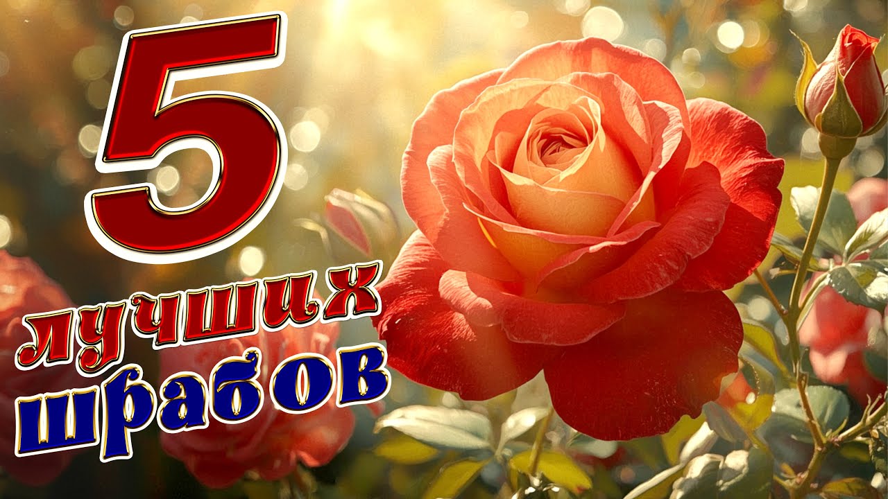ЛУЧШИЕ ШРАБЫ МОЕГО САДА! РОЗЫ В САДУ. ОБЗОР ЛУЧШИХ СОРТОВ. СЧАСТЛИВЫЙ САДОВОД. РОЗЫ. САД РОЗ.