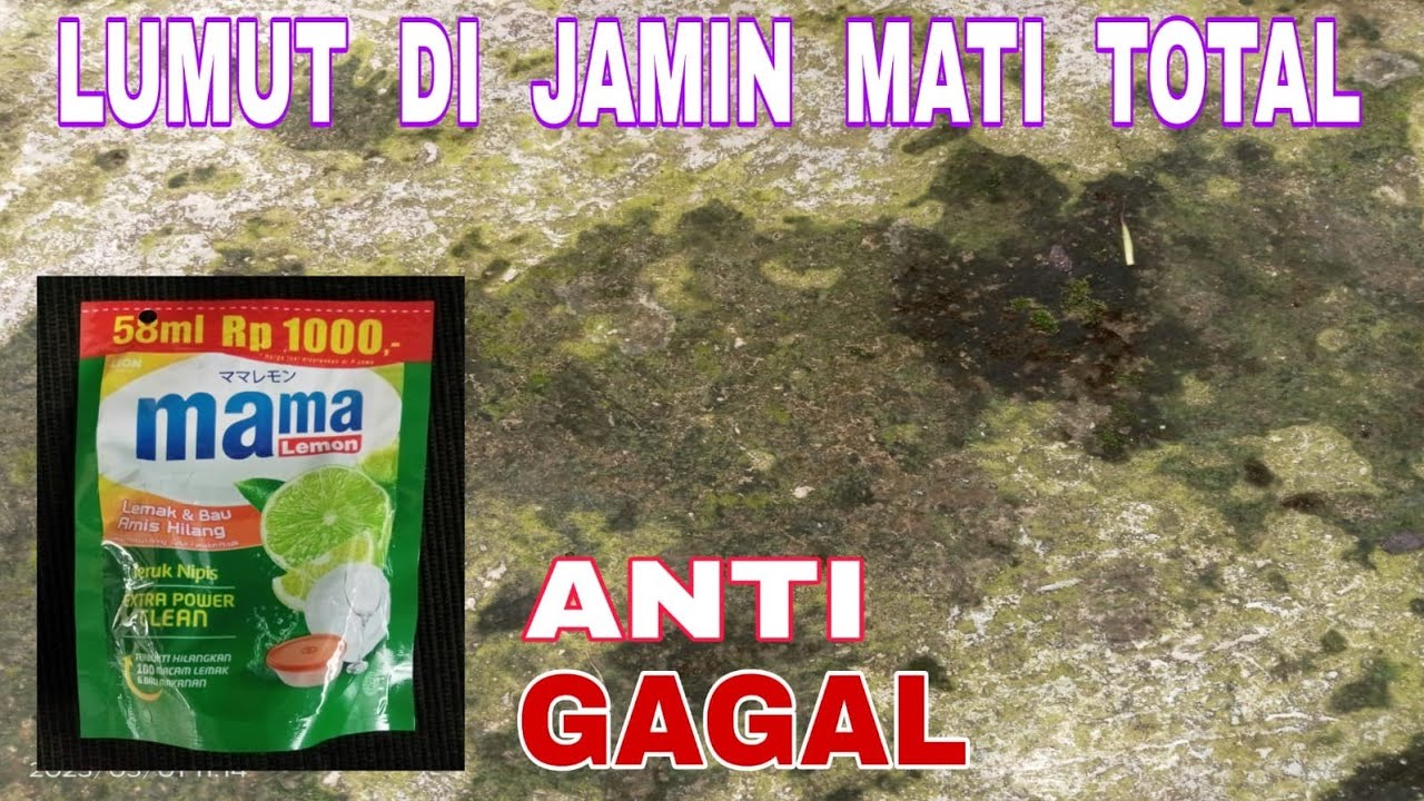 CARA MEMBASMI LUMUT PADA LANTAI COR