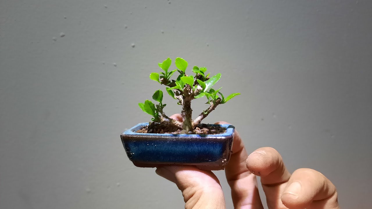 cách ep chậu mini mà không sợ chết cây