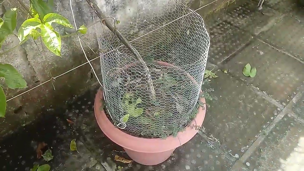 MARACUJÁ EM VASO/ SUPER PRODUÇÃO