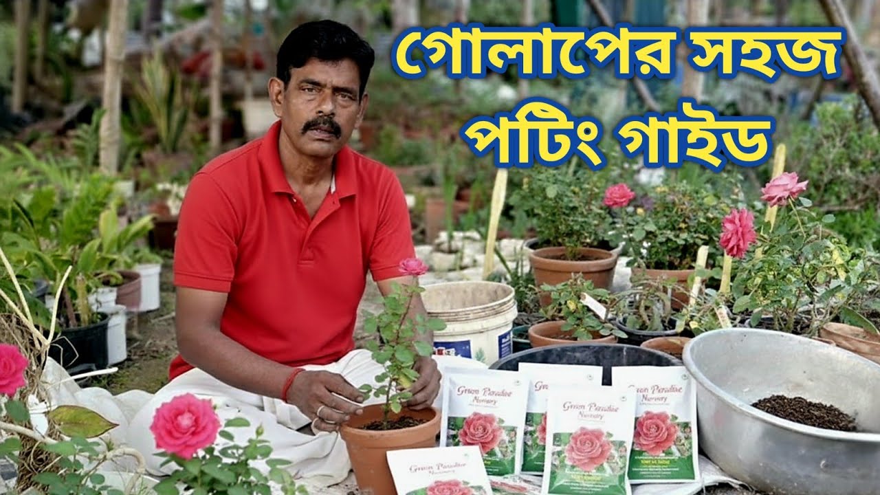 গোলাপ ফুলের চারা প্রতিস্থাপন এর মাদার মাটি|Rose First potting in mother Soil|🌹 
